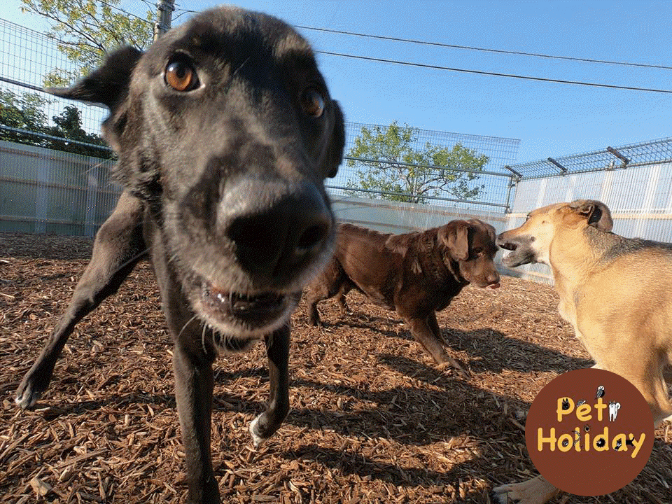 Your  pet may be placed in social groups during their stay at Pet Holiday.   These groups allow your pet an ability  feel more comfortable around other dog breeds,  reduce anxiety, and build its self-esteem.   The groups are based on size, energy level, and compatibility.   